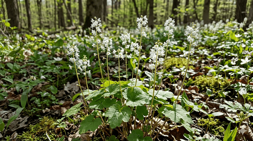 Bishop's Cap